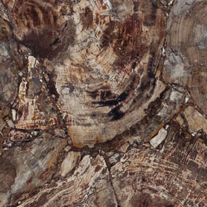 albero